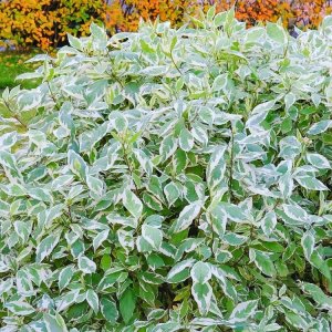 Drieň biely (Cornus alba) ´ELEGANTISSIMA´ - výška 70-100 cm, kont. C3L (-34°C)